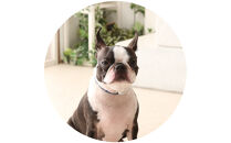 【Size27cm】ザオラル・リカバリーαバンド&nbsp;NV/SI｜横浜市&nbsp;高機能バンド&nbsp;ペット用アクセサリー