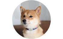 【Size29cm】ザオラル・リカバリーαバンド&nbsp;NV/SI｜横浜市&nbsp;高機能バンド&nbsp;ペット用アクセサリー