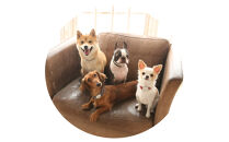 【Sizeオーダーあり】ザオラル・リカバリーαバンド&nbsp;NV/SI｜横浜市&nbsp;高機能バンド&nbsp;ペットアクセサリーをご希望のサイズでオーダーメイド