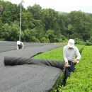 大和かぶせ茶「千の露」セレクト