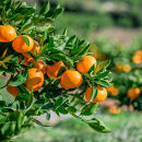 nalu&nbsp;juice&nbsp;有田みかん&nbsp;250ml&nbsp;×&nbsp;12本&nbsp;セット&nbsp;鳴川農園