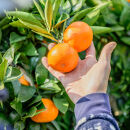 nalu&nbsp;juice&nbsp;有田みかん&nbsp;250ml&nbsp;×&nbsp;12本&nbsp;セット&nbsp;鳴川農園