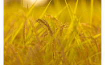 【定期便】【令和7年産新米】厳選こだわり南魚沼産コシヒカリ「こまがた農園のお米」&nbsp;4kg(2kg×2袋)×6回