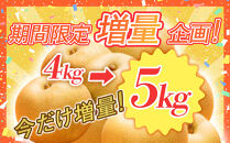 【2026年1月頃発送】【訳あり】王秋梨5kg　（5～16玉前後）【梨&nbsp;なし&nbsp;王秋&nbsp;おうしゅう&nbsp;家庭用&nbsp;訳アリ&nbsp;5kg&nbsp;果物&nbsp;フルーツ&nbsp;おすすめ&nbsp;人気&nbsp;鳥取県&nbsp;北栄町&nbsp;令和8年発送】