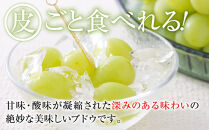 【先行予約】B　2026&nbsp;&nbsp;シャインマスカット　２房～３房　約1キロ弱&nbsp;【2026年10月中旬頃～順次発送予定】長野県産&nbsp;　国際特許有機肥料栽培