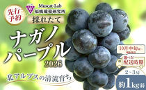 【先行予約】C　2026　ナガノパープル　2房～3房　約1kg弱　長野県産【2026年10月中旬頃～順次発送予定】国際特許有機肥料栽培