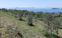 先行予約&nbsp;ジェイさんのオリーブオイル《ミッション種》105g×1本&nbsp;（簡易包装）&nbsp;コンパニョーニファームズ&nbsp;エキストラバージンオイル&nbsp;&nbsp;2025年秋収穫&nbsp;100％小豆島産&nbsp;手摘み