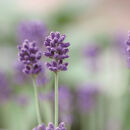 エッセンシャルオイル　ラベンダー10ml