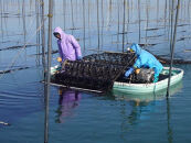 有明海産一番摘み　自慢の明太子風味海苔2本セット（8切80枚×2本　計160枚）