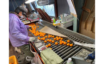 年内発送&nbsp;等級混合&nbsp;有田みかん&nbsp;M&nbsp;～&nbsp;SS以下&nbsp;サイズ&nbsp;約1.6kg&nbsp;南泰園&nbsp;和歌山&nbsp;有田&nbsp;みかん