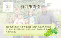 家庭用&nbsp;2026年&nbsp;糖度18度以上&nbsp;岡山県産&nbsp;シャインマスカット&nbsp;550g以上&nbsp;2房&nbsp;1.1kg以上&nbsp;&nbsp;＜9月以降発送＞