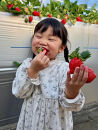 【いちご狩り】50分食べ放題体験　土日祝/大人（中学生以上）【いちご&nbsp;苺&nbsp;苺狩り&nbsp;フルーツ&nbsp;果物&nbsp;体験券&nbsp;岡山市&nbsp;岡山県&nbsp;おすすめ&nbsp;人気&nbsp;食べ放題&nbsp;岡山いちご狩り】