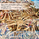 境港産 松葉ガニ350g（活冷）訳あり