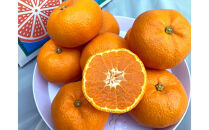 【2025年12月下旬～2月上旬発送】甘い青島みかん2.5kg　静岡県より産地直送◇