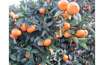 【2025年12月下旬～2月上旬発送】甘い青島みかん2.5kg　静岡県より産地直送◇