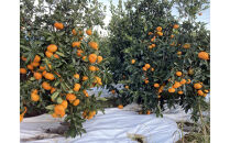 【2025年12月下旬～2月上旬発送】甘い青島みかん2.5kg　静岡県より産地直送◇