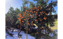 【2025年12月下旬～2月上旬発送】甘い青島みかん2.5kg　静岡県より産地直送◇