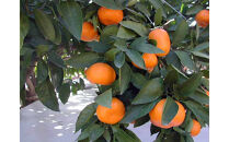 【2025年12月下旬～2月上旬発送】甘い青島みかん2.5kg　静岡県より産地直送◇