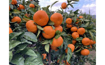 【2025年12月下旬～2月上旬発送】甘い青島みかん2.5kg　静岡県より産地直送◇