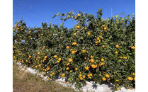 【2025年12月下旬～2月上旬発送】甘い青島みかん2.5kg　静岡県より産地直送◇