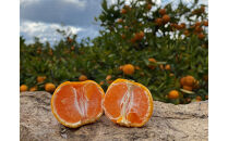 1月発送&nbsp;等級混合&nbsp;有田みかん&nbsp;M&nbsp;～&nbsp;SS以下&nbsp;サイズ&nbsp;約1.6kg&nbsp;南泰園&nbsp;和歌山&nbsp;有田&nbsp;みかん