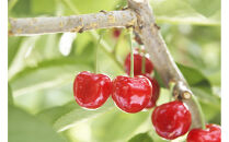 ＜先行予約＞【特選やまがた紅王】桐箱詰&nbsp;約300g【やまのべ多田耕太郎のさくらんぼ&nbsp;多田農園】