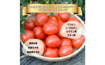 【糖度7度以上！】甘い★麗月トマト3ｋｇ