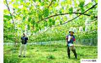 ドライシャインマスカット（２袋セット・化粧箱入）