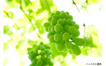 ドライシャインマスカット（２袋セット・化粧箱入）