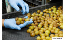 ドライシャインマスカット（２袋セット・化粧箱入）