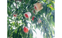 SANUKIFROZEN&nbsp;桃&nbsp;60g×8袋