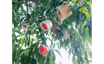 SANUKIFROZEN&nbsp;桃&nbsp;100g×8袋