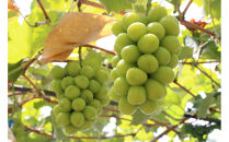 SANUKIFROZEN&nbsp;シャインマスカット&nbsp;60g×8袋