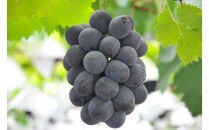 SANUKIFROZEN&nbsp;ピオーネ&nbsp;100g×8袋