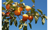 SANUKIFROZEN&nbsp;柿&nbsp;100g×8袋