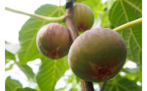 SANUKIFROZEN&nbsp;いちじく&nbsp;60g×8袋