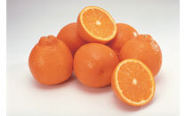 SANUKIFROZEN&nbsp;デコポン&nbsp;100g×8袋