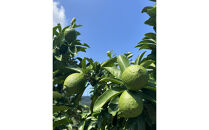 SANUKIFROZEN&nbsp;璃の香&nbsp;500g×4袋