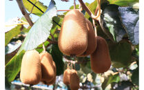 SANUKIFROZEN&nbsp;キウイフルーツ(香緑)&nbsp;500g×4袋