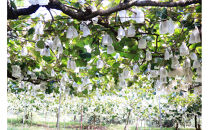 SANUKIFROZEN&nbsp;キウイフルーツ(香緑)&nbsp;500g×4袋