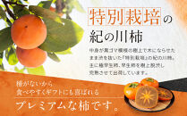 ［2026年発送分］先行予約！&nbsp;紀の川柿（果実の中身が黒い！黒蜜柿）希少栽培！&nbsp;秀品&nbsp;6個～9個&nbsp;こだわり農家厳選！［KG34］