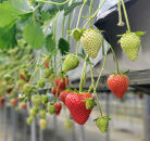 いちご狩り&nbsp;大人2名&nbsp;4品種栽培