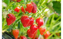 こだわり栽培&nbsp;いちご【食べ比べ】約1kg　すず&ゆめのか（各2パック）【2026年1月下旬～2026年4月末までお届け】