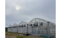 こだわり栽培　いちご　【食べ比べ】　すず（1pac)&nbsp;x　はるひ(1pac)【2025年12月～2026年4月末までお届け】