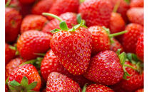 こだわり栽培&nbsp;いちご&nbsp;【食べ比べ】約1kg&nbsp;すず＆おいCベリー（各2パック）【2026年1月下旬～2026年4月末までお届け】