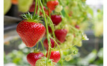 こだわり栽培　いちご　【食べ比べ】　はるひ（1pac)&nbsp;x　おいCベリー(1pac)【2025年12月～2026年4月末までお届け】