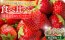こだわり栽培&nbsp;いちご&nbsp;【食べ比べ】&nbsp;約1kg&nbsp;はるひ＆おいCベリー（各2パック）【2026年1月～2026年4月末までお届け】