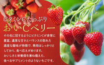 こだわり栽培&nbsp;いちご&nbsp;【食べ比べ】&nbsp;約1kg&nbsp;はるひ＆おいCベリー（各2パック）【2026年1月～2026年4月末までお届け】