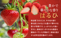 こだわり栽培&nbsp;いちご&nbsp;【食べ比べ】&nbsp;約1kg&nbsp;はるひ＆おいCベリー（各2パック）【2026年1月～2026年4月末までお届け】