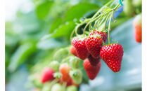 こだわり栽培　いちご　【食べ比べ】　おいCベリー（1pac)&nbsp;x　ゆめのか(1pac)【2025年12月～2026年4月末までお届け】